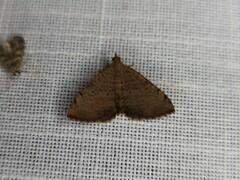 Chrysolarentia mecynata