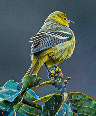 Icterus spurius