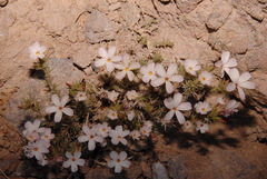 Linanthus pungens