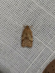 Oligoloba severa