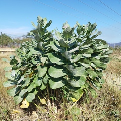 Calotropis procera