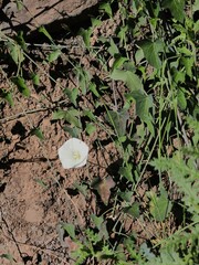 Calystegia purpurata