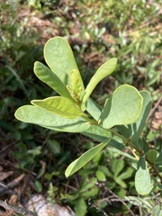 Asimina reticulata