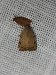 Austrocarea iocephala