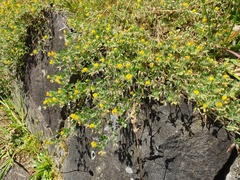 Lotus suaveolens
