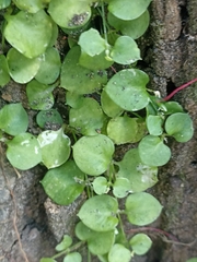 Stellaria parviflora