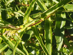 Veronica derwentiana