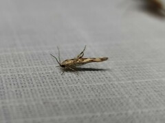 Stathmopoda melanochra