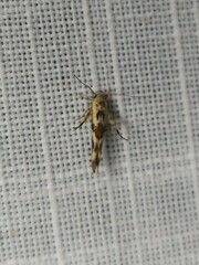 Stathmopoda melanochra