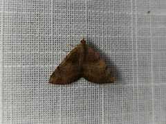 Chrysolarentia mecynata