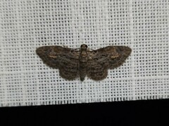 Sigilliclystis insigillata