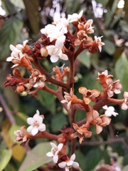 Nectandra laurel