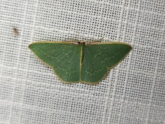 Chlorocoma melocrossa