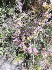 Carmichaelia australis