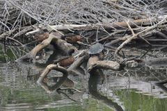 Emydura macquarii