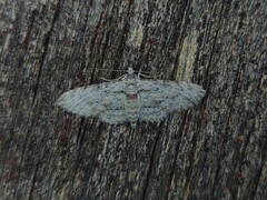 Sigilliclystis insigillata