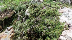 Selaginella peruviana