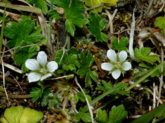 Geranium brevicaule