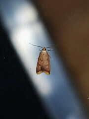 Tachystola acroxantha