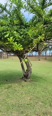 Crescentia cujete