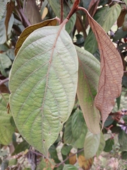 Nectandra laurel