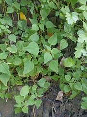 Parietaria debilis