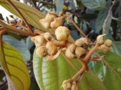 Nectandra laurel