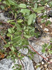 Frangula californica