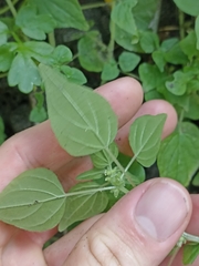 Parietaria debilis