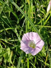 Calystegia sepium spectabilis