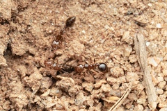 Solenopsis saevissima