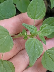 Parietaria debilis