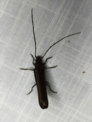 Xystrocera virescens