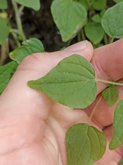 Parietaria debilis