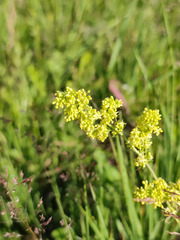 Galium × pomeranicum