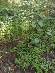 Parietaria debilis