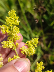 Galium × pomeranicum