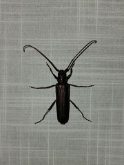 Xystrocera virescens