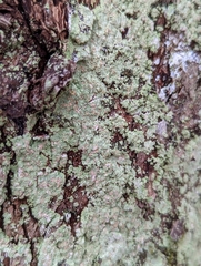 Lepraria finkii