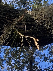 Tillandsia simulata