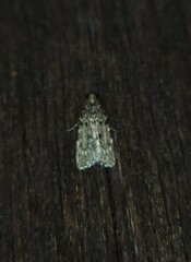 Mimaglossa nauplialis