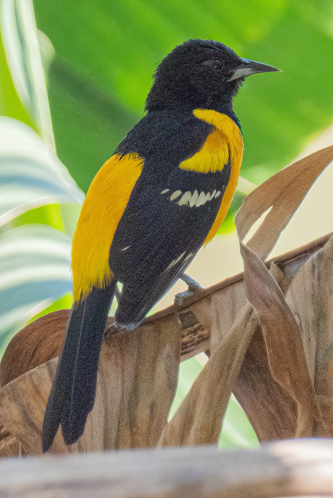 Bar-winged Oriole