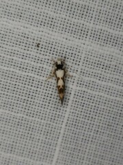 Machetis aphrobola