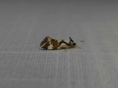 Machetis aphrobola