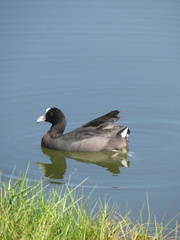 Fulica alai