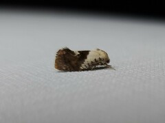 Hypertropha chlaenota