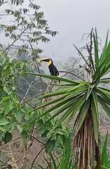 Ramphastos ambiguus