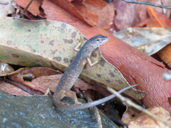 Saproscincus spectabilis