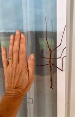 Acrophylla enceladus