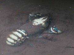 Euastacus sulcatus